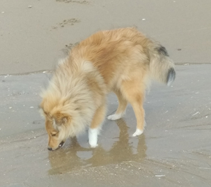Hoshi 5.5 months on the beach