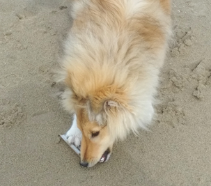 Hoshi 5.5 months on the beach