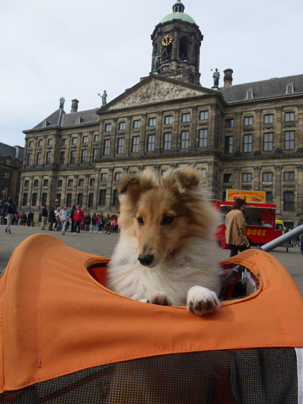 Hoshi in Amsterdam 6 months old